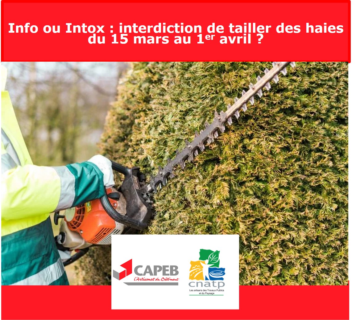 Info Ou Intox Interdiction De Tailler Des Haies Du 15 Mars Ou 1er   Taille Des Haies 